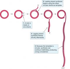 • En av de mest välundersökta
bakteriofagerna. 
• Kan ge antingen lytisk
• Replikation av lambdagenom (dsDNA) eller lysogen infektion
- genom rolling circle-replikation. Den långa
DNA-tråden klipps sedan upp i separata
genom med ko...