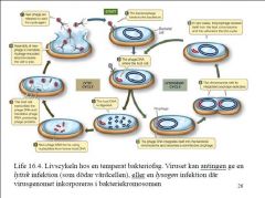 • Vissa bakteriofager, t.ex. 

Lambda  (λ)

 kan ge lytisk eller en lysogen
infektion 
• En bakteriofag som ger en lysogen infektion kallas
temperat 
• Detta innebär att den lytiska cykeln stoppar pga en
repressor 
– denna s...