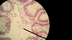 Name this tissue.
Identify:
- simple columnar epithelium
- basement membrane
- goblet cell
- lumen