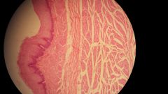 Name this tissue.
Identify:
- mucosal layer
- submucosal layer
- muscularis layer