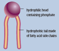 hydrophobic: polar
hydrophilic: non-polar