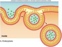 - material goes into the cell
- membrane folds and reates a vesicle containing the substance