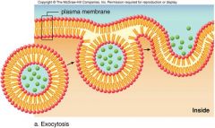 - vesicle containing the molecules fuses with the membrane
- secretes substance out of the cell