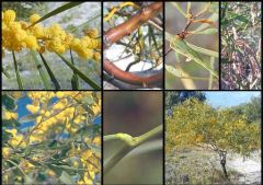 Flowers yellow Jul-Nov.
Dense, weeping shrub/tree.
Web venation.