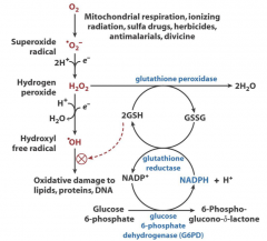 Glucose-6-phosphate dehydrogenase deficency lead to NADPH deficiency.

NADPH maintains the supply of reduced glutathione in the cells that is used to remove free radicals that cause oxidative damage. 
Gluthahtione peroxidase: 2GSH + H2O2 ---> GSSG...