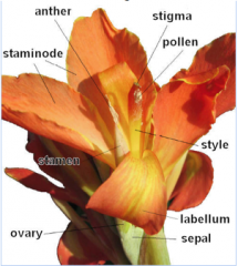 -5 stamens, stigmas and flowersare big, styles are long, pinnately, parallel veins onleaves, have staminodes – non functional stamens, fruits are in a capsule andcalled dried fruits