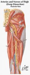 tibial division of sciatic nerve