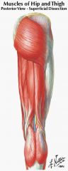 semimembranous muscle