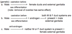 Formation of female ducts and external genitalia (female phenotype with male genotype)