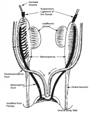 Mesenchymal tissues:
- Cranially (superiorly) - Suspensory Ligament
- Caudally (inferiorly) - Gubernaculum (Genito-Inguinal Ligament)
- Dorsally (posteriorly) - dorsal mesentery