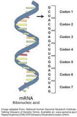 Describe the structure of mRNA: