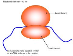 What do ribosomes contain?