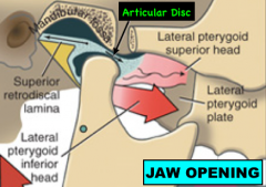 When lateral pterygoid m. contracts to open the jaw it pulls the disc downward & forward along the posterior slope of the articular eminence. 

Open the jaw a little > bone contact with thick posterior part of the disc. 
Open the jaw more ...