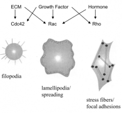 Rho family. (Rho, Rac, cdc42). Rho overexpression leads to stress fibers, Rac overexpression leads to lamellipodia, cdc42 overexpression leads to fillopodia