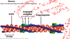 Holds tropomyosin on actin, which blocks the myosin binding to actin. When there is an increase in calcium concentration, tropomyosin is released, myosin is attached, and the muscle contracts.