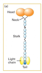 2 heavy chains, 2 light chains. MT and ATP binding sites at the head. cargo-binding site at the tail. Kinesin walks along MT's