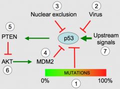 1- p53 mutations can be found in 50% of human cancers, but their penetrance is highly heterogeneous, as reflected by the diverse remaining transactivation activity that ranges from O to 100%. 2- Various DNA viruses, such as SV40, HPV or adenoviruses, enco