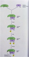 Cdc13/cyclin B ---> cdc2 (cdc2 needs to bind to cdc13 to activate)
wee1 ----| MPF (wee1 phosphorylates Y15 which is inhibitory)
CAK ---> MPF (phosphorylates the active site)
Cdc25 ---> MPF (takes off the inhibitory P that wee1 put on)