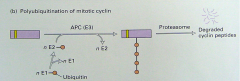 It's sequence specific- sequence for ubiquitination of cyclins. When cyclin is polyubiquitinated, proteasome degrades cyclin into peptides