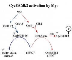 Myc first activate the synthesis CycD and Cdk4/6 which bind together to activate. As soon as they are active, the first thing they do is inhibit the inhibitors (p21/p27) by binding to them, which actually does not inhibit CycD/Cdk4/6. This prevents p21/p2