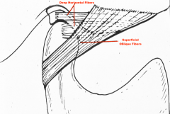 Attaches to the articular capsule laterally providing stability in the posterior-lateral directions.

Composed of superficial oblique fibers (restrict lateral movement) and 
deep horizontal fibers (limit posterior movement). 
