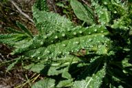Invasive non-native 



Annual, Perennial herb 



Dicot