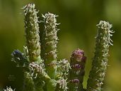 Salicornia pacifica
Pickleweed 



Family:CHENOPODIACEAE   

Habitat:coastal, salt-marsh