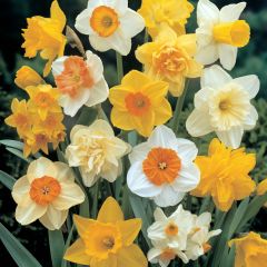 Narcissus pseudonarcissus


 


Daffodil