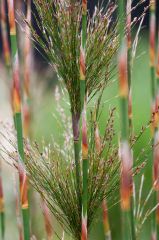 Rhodocoma capensis


 


Restio


South African Grass


Rush


 