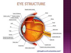 What is the optic nerve and where is it (on the eye, not the brain)?