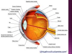 What are the ciliary bodies?