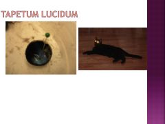 What is the tapetum lucidum and where is it?