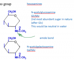 N-acetylglucosamine GlcNAc and 
N-acetylgalactosamine GalNAc

GlcNAc is second most abundant sugar
Both would be neutral in water
