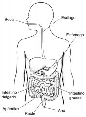 Boca, faringe, laringe, esófago, estómago, intestino delgado, intestino grueso, recto y ano.