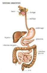 Es el conjunto de órganos encargados del proceso de la digestión, es decir, la transformación de los alimentos para que puedan ser absorbidos y utilizados por las células del organismo.