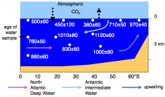 Atmosphäre tauscht ständig CO2 mit Wasser aus. Zuoberst: relativ guter Wert, aber Oberflächenwasser hat ein Alter von 300-700 Jahren -> Pflanzen an Oberfläche geben Alter von 2-300 Jahren an -> Effekt der Meereszirkulation