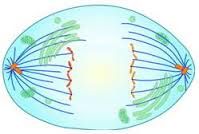Centrosomes move farther apart. MTs shorten. Chromosomes move apart from each other.