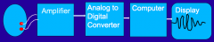 1) amplifier
2) analog to digital converter
3) computer
4) display