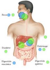 En la boca por la saliva, en el estómago por el jugo gástrico y en el intestino delgado por el jugo pancreático, los jugos intestinales y la bilis.