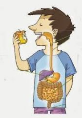 Bolo alimenticio cuando es masticado, mojado por la saliva y tragado, quimo cuando se mezcla con los jugos gástricos en en el estómago, quilo en el intestino delgado cuando se absorbe, heces fecales, los  que pasa al intestino grueso.