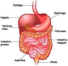 Está  formado por las glándulas anexas y el tubo digestivo.