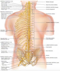 roughly oval in shape
 
in adults it extends from medulla oblongata to the superior border of L2 (infants to L3-L4)
 
cervical enlargement (C4-T1)
lumbar enlargement (T9-T12)
 
spinal cord terminates as conus medullaris (L1-L2) arising from which ...