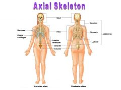 80 bones: skull, vertebral column,ribs and sternum