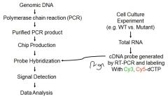 Creation of microarray


 


Creation of labeled probe = all mRNA present in cell at time