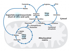 Argininosuccinate will form arginine and fumarate via the enzyme argininosuccinase. This fumarate can be converted to malate and enter the citric acid cycle. This connection is the aspartate-argininosuccinate shunt of citric acid cycle.