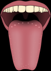 Tongue