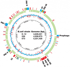 Pathogenicity islands


 


 - blocks of genes


   encode VF


 - RED genes = only in


   pathogenic strain