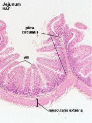plicae circularis includes mucosa & submucosa layers 