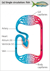 The heart consists of two champs: an atrium and a ventricle. The blood passes through the heart once in each complete circuit through the body. Blood entering the heart collects in the atrium before transfer to the ventricle, where blood is pumped...