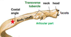 Most fractures occur in anterior costal angle